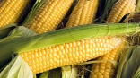 День поля кукурузы и подсолнечника